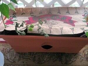 grow box 2